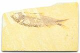 Detailed Fossil Fish (Knightia) - Wyoming #372331-1